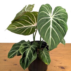 Gloriosum White Vein - Etsy