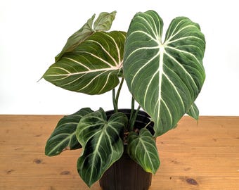 Philodendron Zebra Gloriosum Starter Plant (ALL STARTER PLANTS Require You  to Purchase 2 Plants!) - Etsy