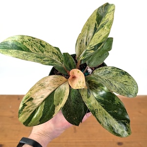 Philodendron Congo Mint Marble Variegated - US Seller - 4 inch and 6 inch Pots