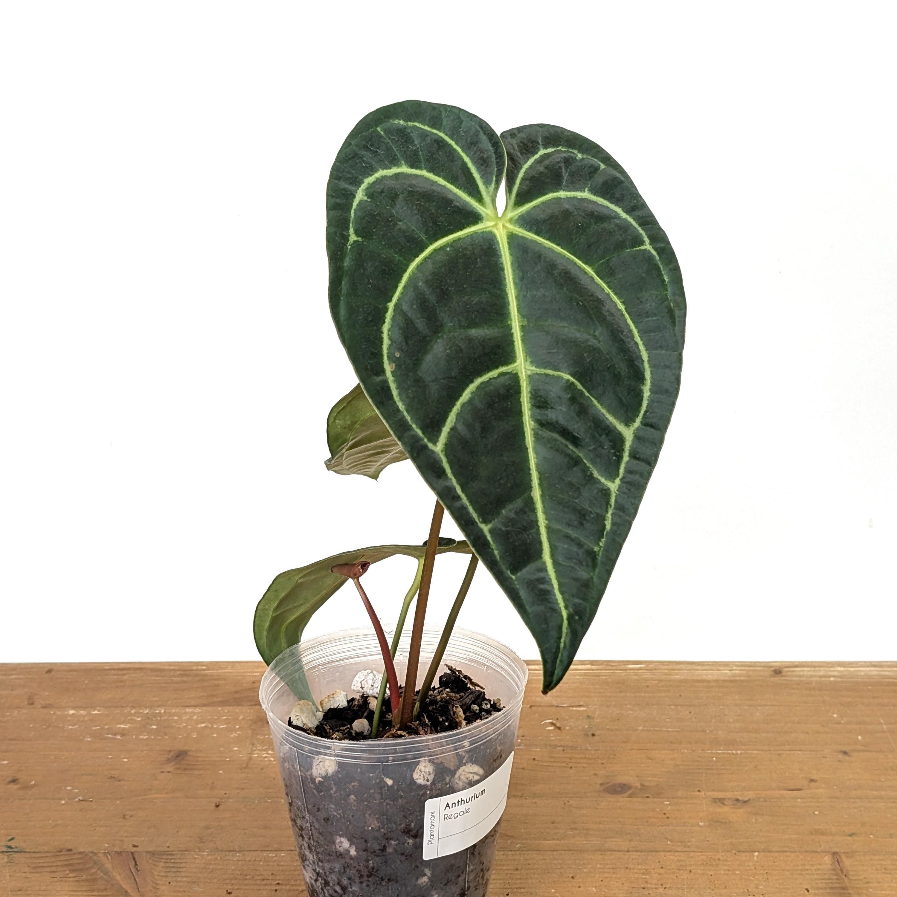 yellow anthurium plant Buy Wholesale Earthy Yellow Anthurium Flower in Bulk
