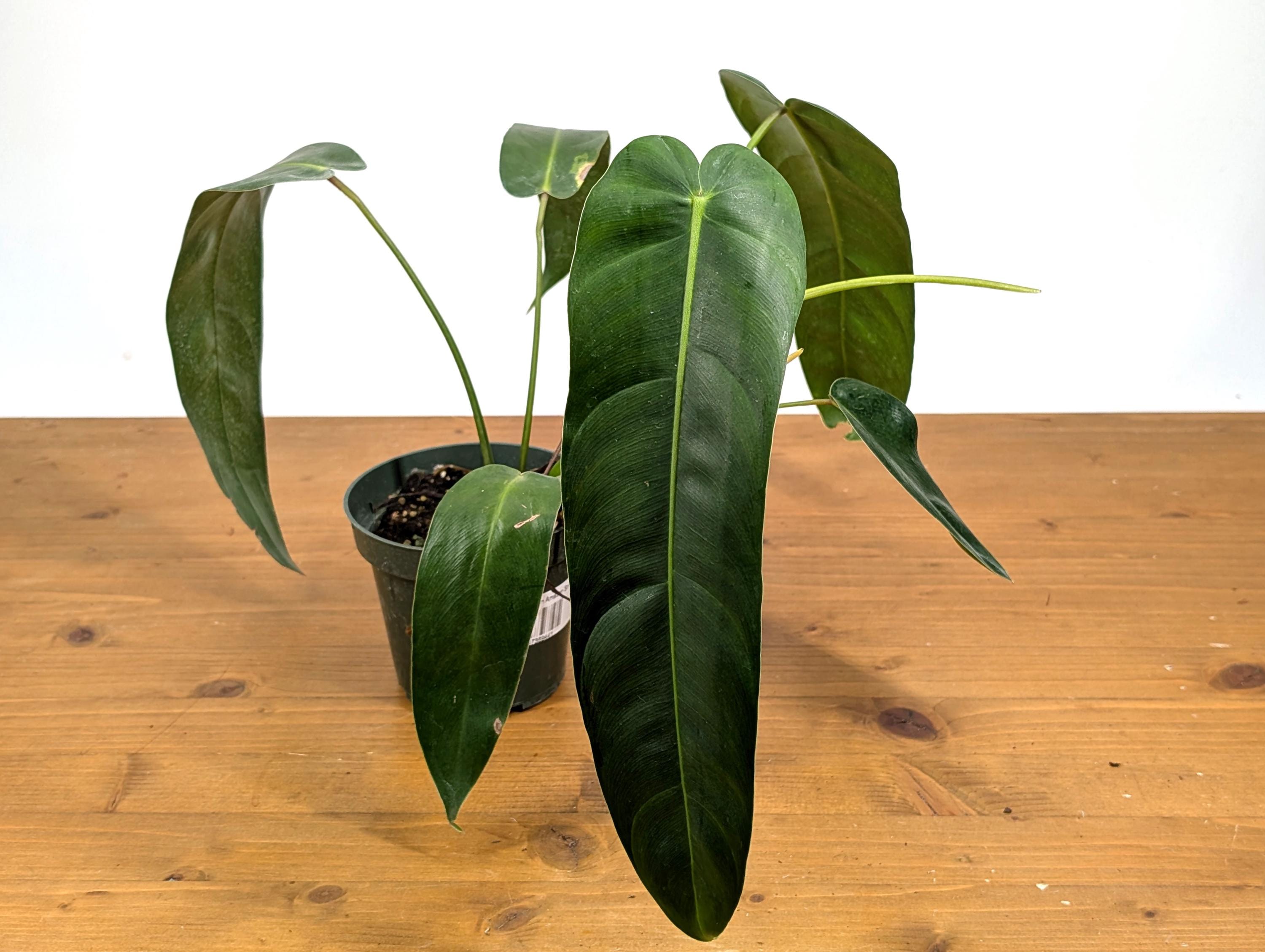Philodendron Amazon Spirit (patriciae X Spiritus Sancti) - 4