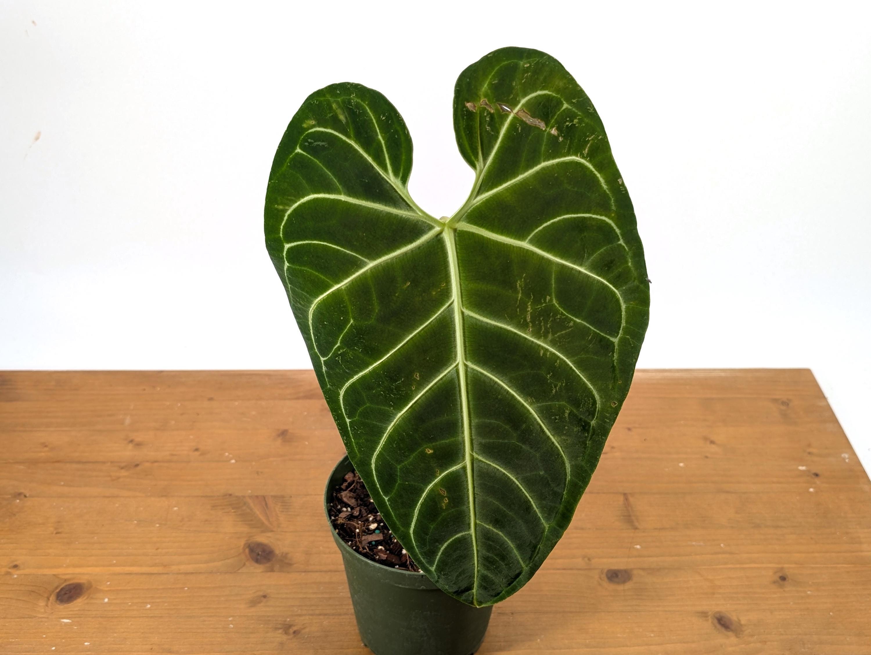 Anthurium Regale - Choose From 3 Sizes - Etsy