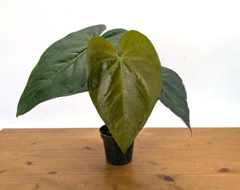 Anthurium Magnificum cf - US Seller 4" Pot