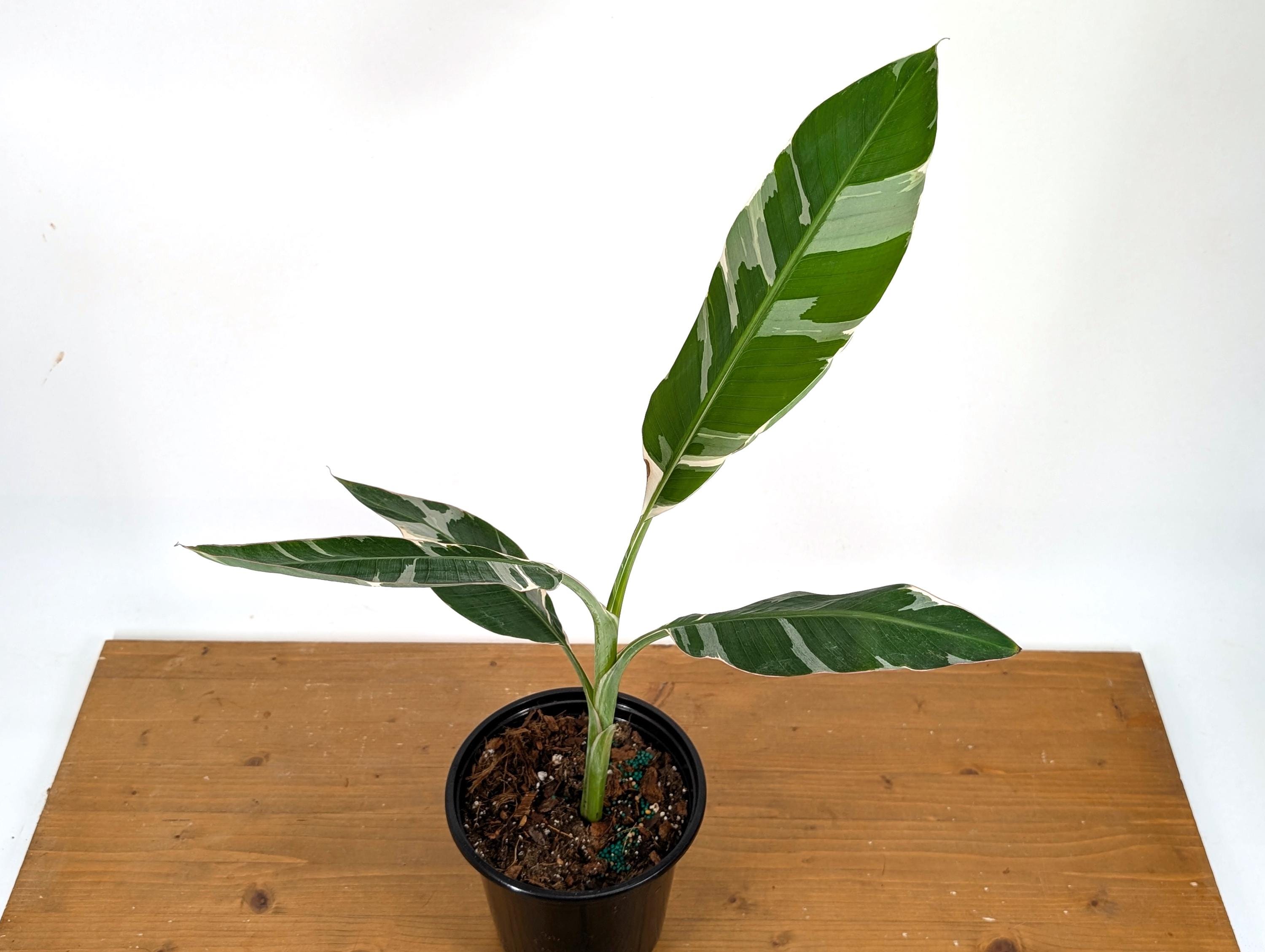 落葉樹 2025.07.25 Florida variegated. 落葉樹 2025.07.25 Florida variegated. 落葉樹 2025.07.25 Florida