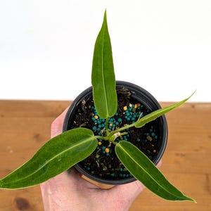 Anthurium Warocqueanum Queen Plant in 4 inch pot with 2 leaves