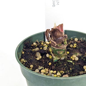 agave victoria Queen Victoria Agave for Sale | Victoria Cactus