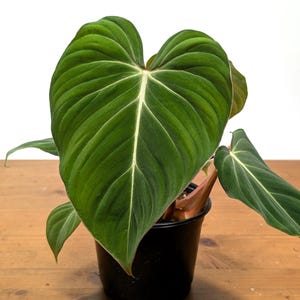 Philodendron Gloriosum, exótico tropical vivo, en macetas de 4, 6 y 1 galón.