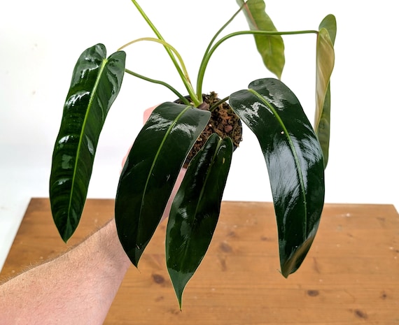 Philodendron Amazon Spirit (patriciae X Spiritus Sancti) - 4 Inch