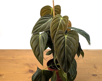 Philodendron Melanochrysum - Black Gold - Etsy