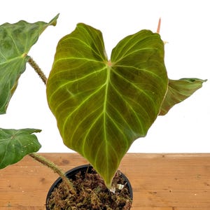 Monkey Tail Philodendron - Etsy