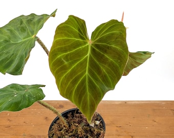 ficus pumila plant Ficus Pumila Belle Sunny main image 0