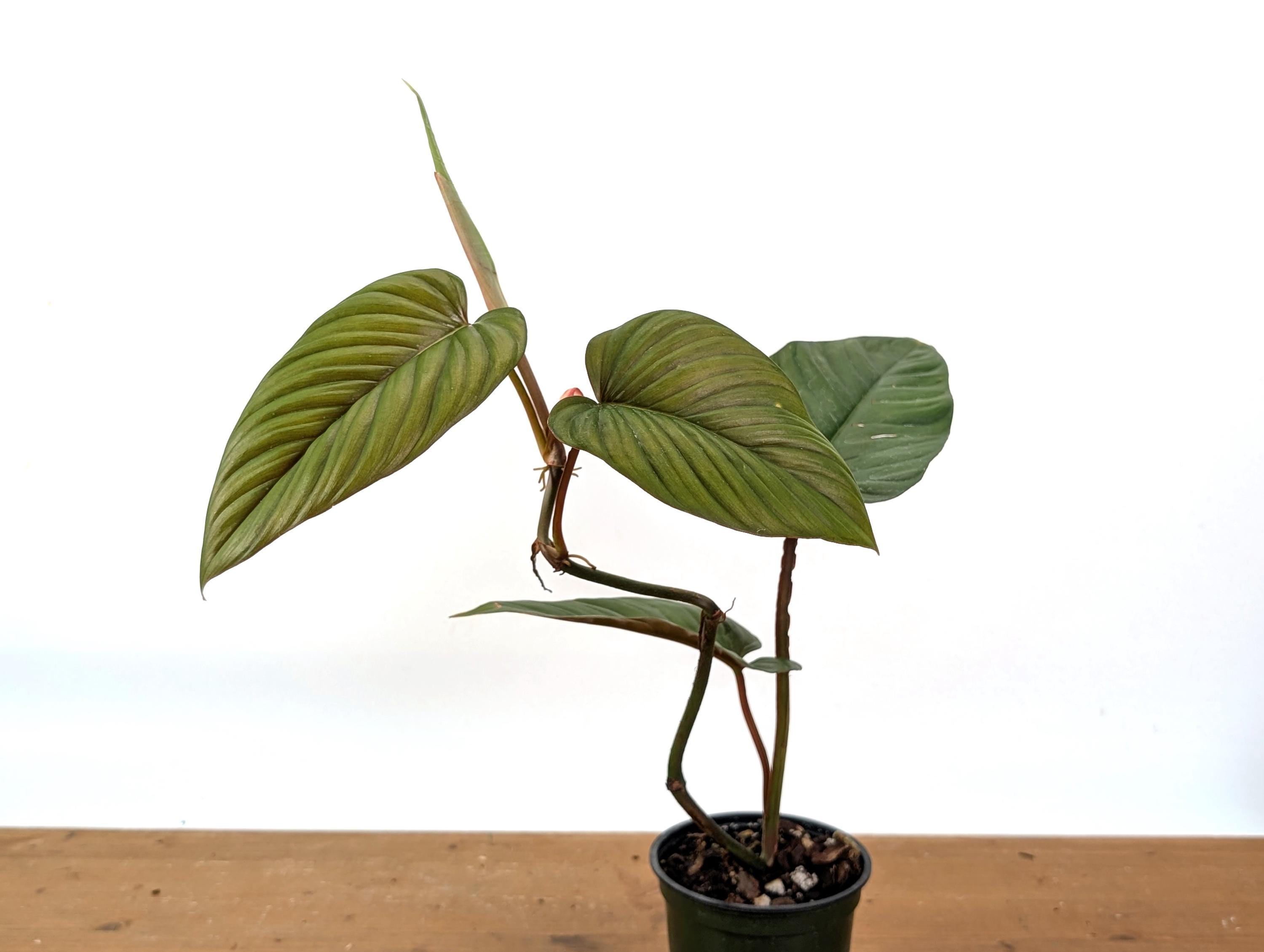 Philodendron Ernestii Red - 4 Inch Pot Live Plant - Etsy