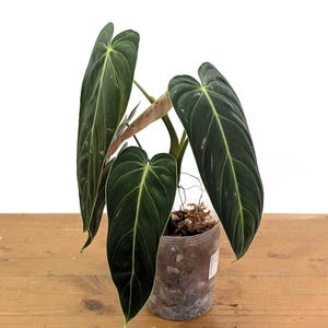 Philodendron Melanochrysum - Black Gold Live Houseplant - Easy Care Plant- Multiple Sizes image 8