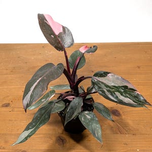 Philodendron Pink Princess - 4inch pot Assorted