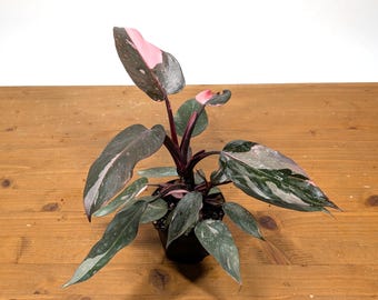 Philodendron Pink Princess - 4inch pot Assorted