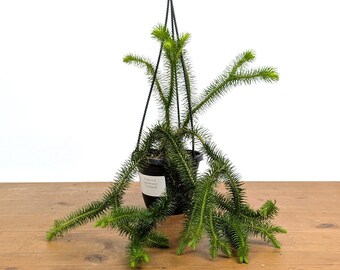 Huperzia Squarrosa 'Thailand' - Thailand Tassel Fern, Epiphytic Tropical Hanging Basket