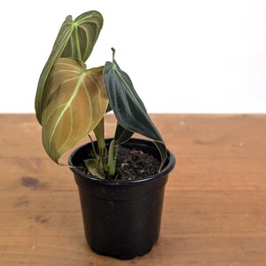 Philodendron Melanochrysum - Black Gold Live Houseplant - Easy Care Plant- Multiple Sizes image 7
