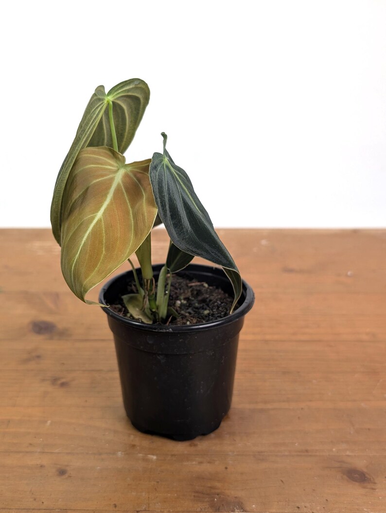 Philodendron Melanochrysum - Black Gold Live Houseplant - Easy Care Plant- Multiple Sizes image 7