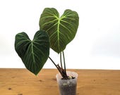 El Choco Red Philodendron rubrijuvenile - Etsy.de