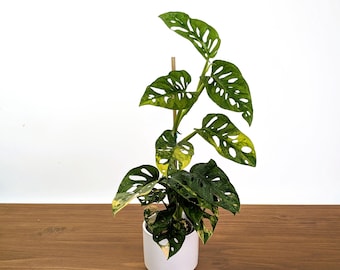Monstera Adansonii Tricolor Aurea Variegated XL Exact Plant #31A