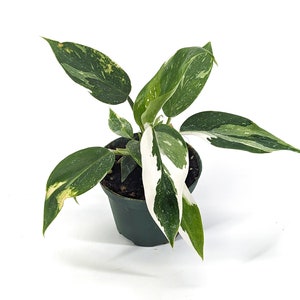 Philodendron White Wizard - FREE Shipping Eligible