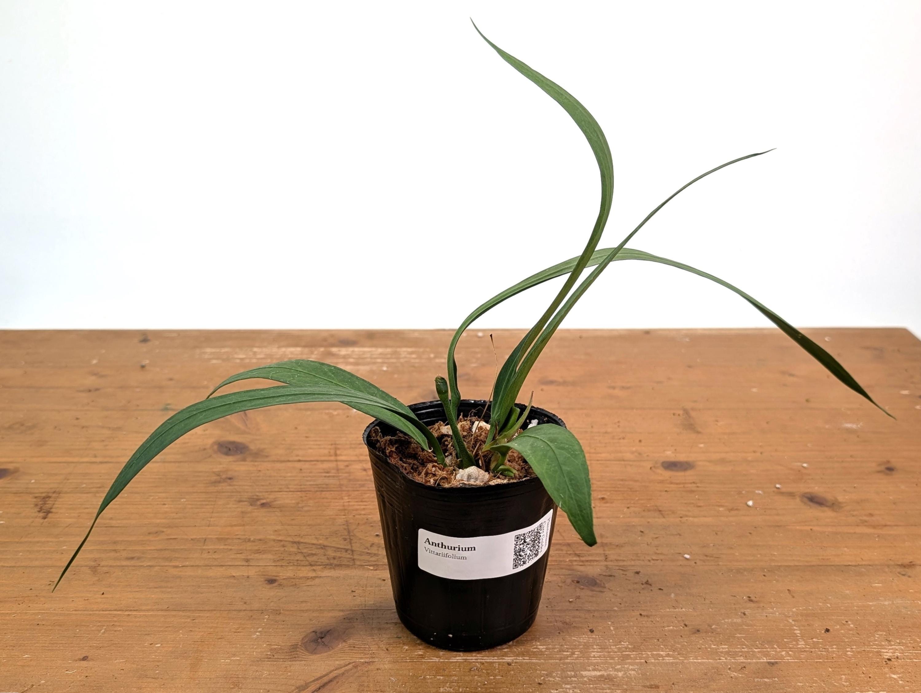 Anthurium Vittariifolium - Long Strap Leaves - Etsy