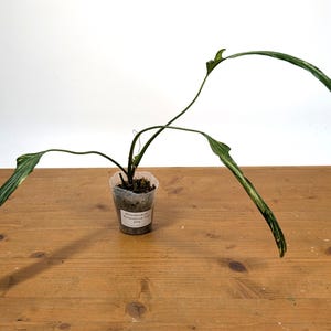 Full Variegated Philodendron Paloraense - One of a Kind Very Rare Aurea Variegated