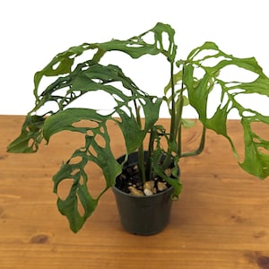 Stunning Monstera Obliqua Peru in 4 inch pot - Live Rare Tropical Aroid Great Gift Idea