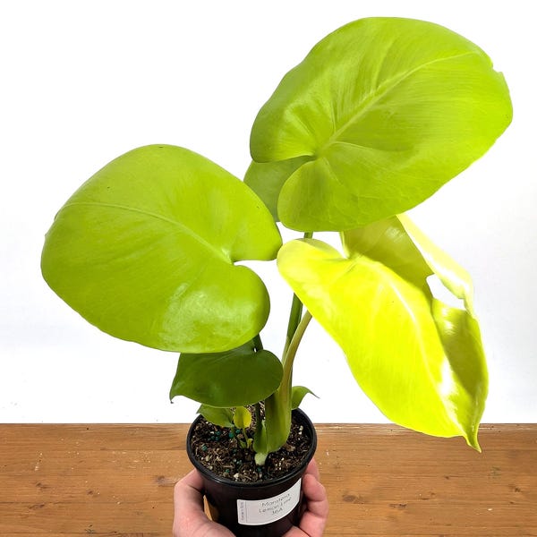 Monstera Lemon Lime