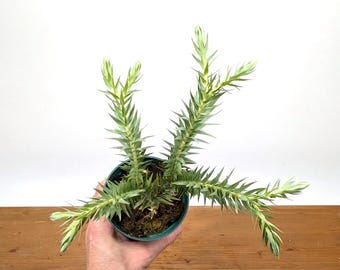Huperzia Goebelii  - Blue Tassel Clubmoss  - 4 inch pot