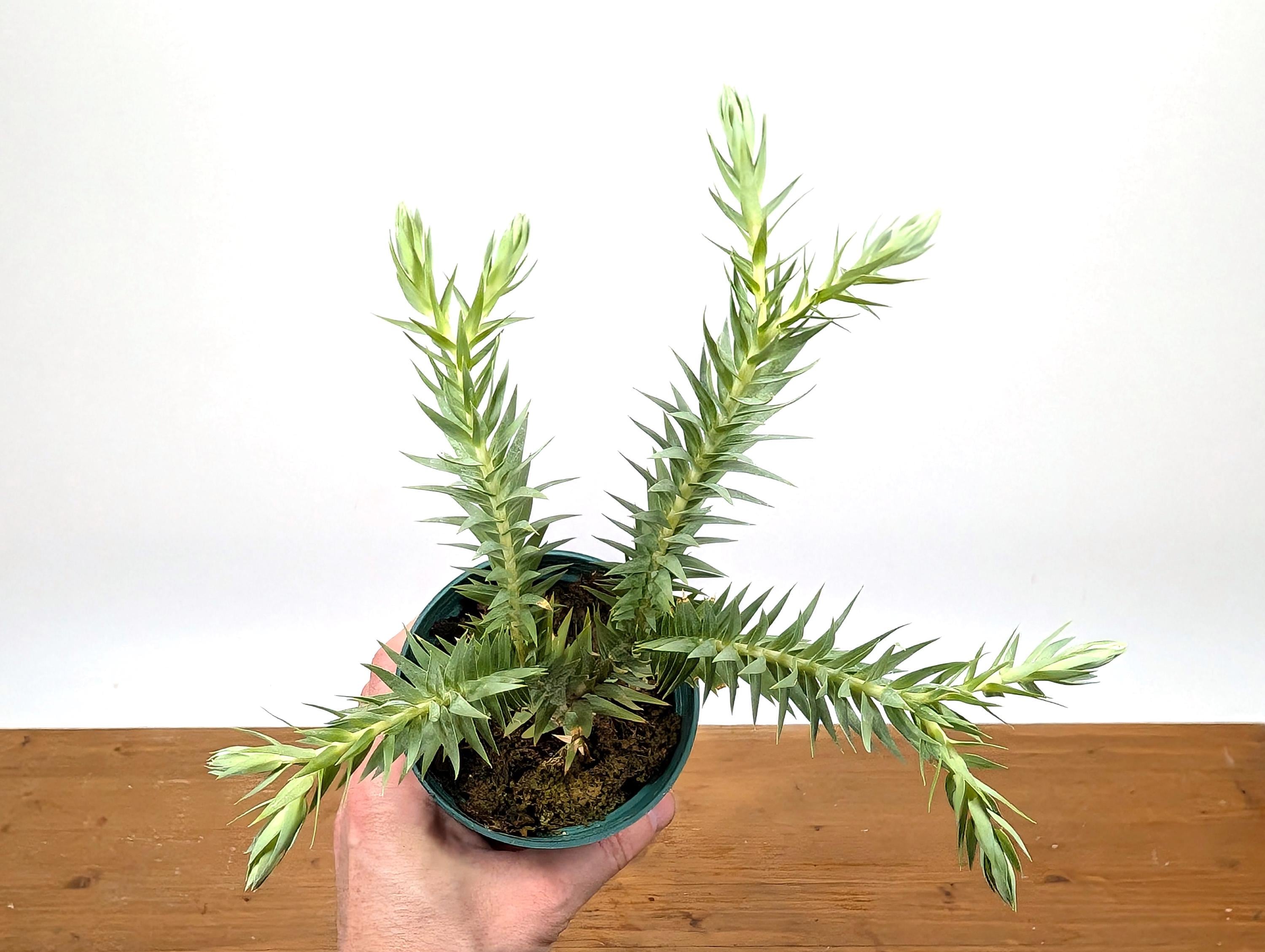 Huperzia Goebelii - Blue Tassel Clubmoss - 4 Inch Pot - Etsy