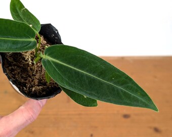 Anthurium Warocqueanum X Waterburyanum - US Seller - Multiple