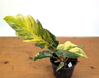 Philodendron Caramel Marble Variegated