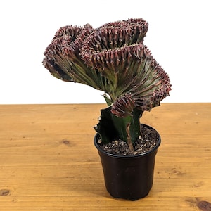 Mermaid Tail Cactus Crested Euphorbia Cristata Lactea Coral in Light Pink, Pink, Red, White, or Yellow/Green in 4 inch pot