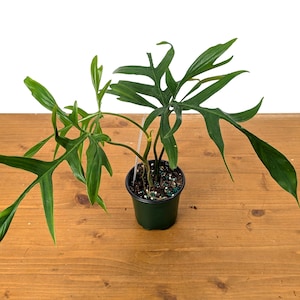 Philodendron Florida Beauty X Polypodioides in 4 Inch Pot - Etsy
