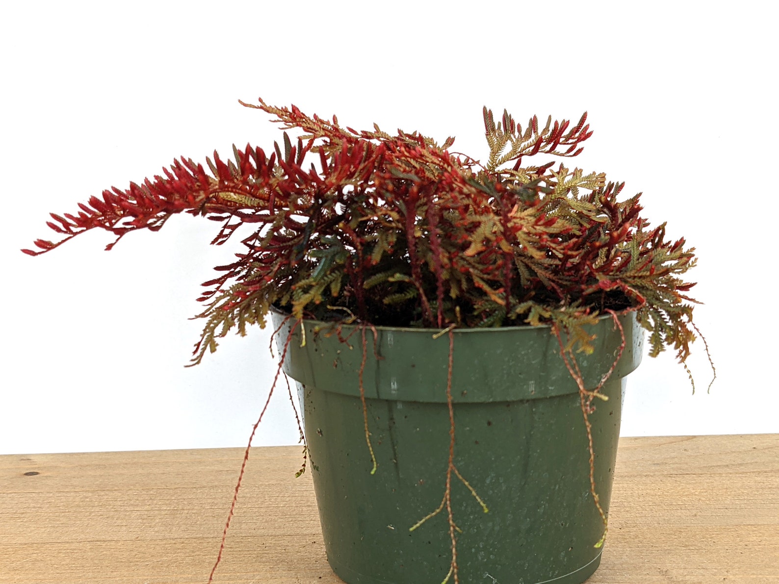 Selaginella Erythropus Ruby Red Club Moss 4 Inch Etsy