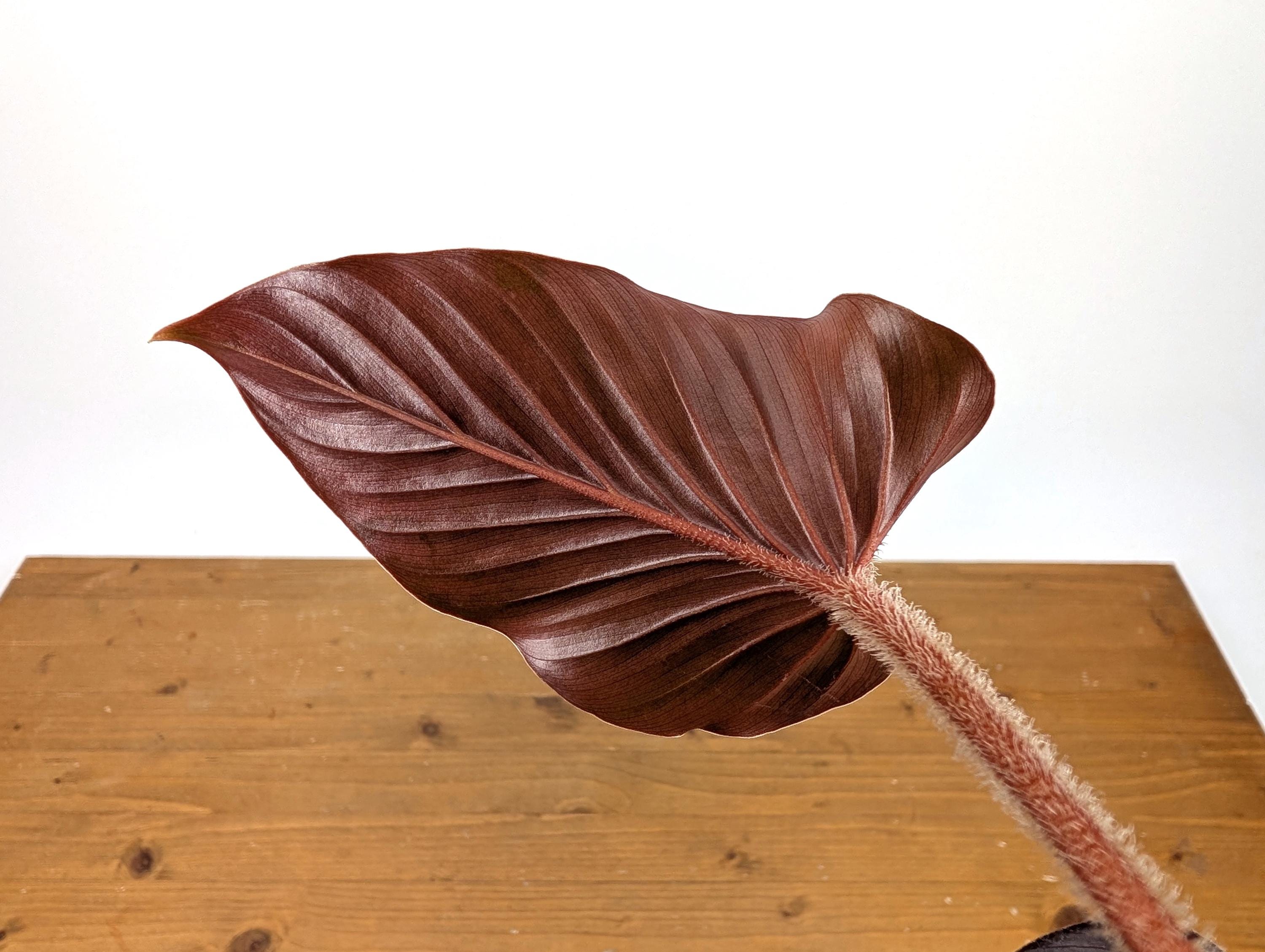Philodendron Squamicaule Blood Red - Etsy