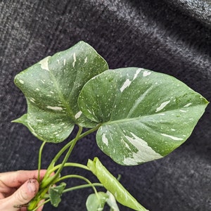 Monstera Thai Constellation "Ugly Duckling" Starter Plant Plugs