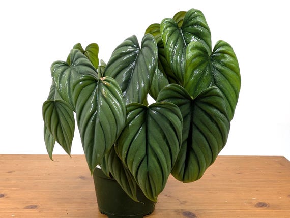 Philodendron sp Colombia Silver - Crawling Terrestrial - Etsy sterreich