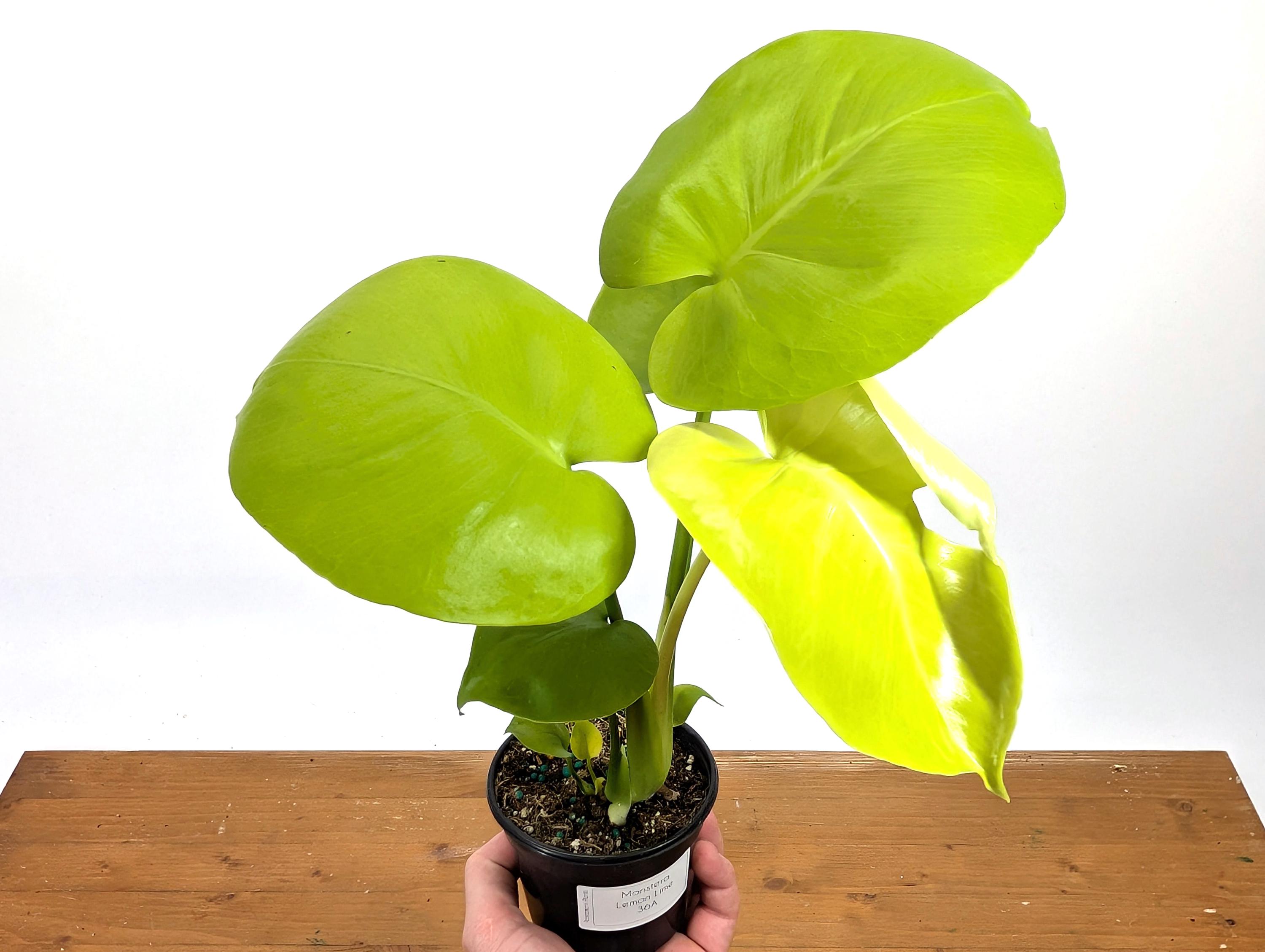 Monstera Lemon Lime - Etsy