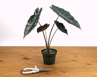 Alocasia Chantrieri - FREE Shipping Eligible