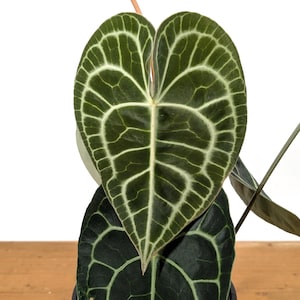 XL Anthurium Clarinervium - Gallon Size Pot