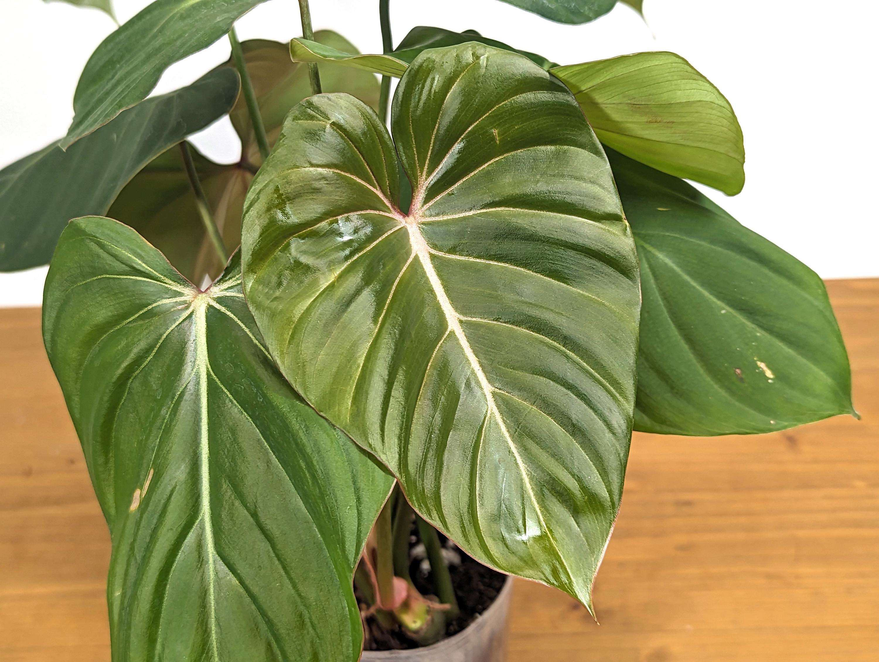artificial peace lily plant Gorgeous Potted Pink Peace Lily-Artificial main image 1