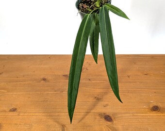 Anthurium 'red Tiger' by HU | Rare Exotic Anthurium | Mother Plant
