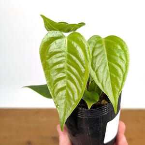 Anthurium Veitchii King Live Tropical Houseplant Indoor Aroid