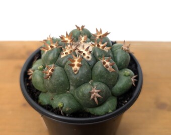 Coryphantha Elephantidens Beehive Cactus 