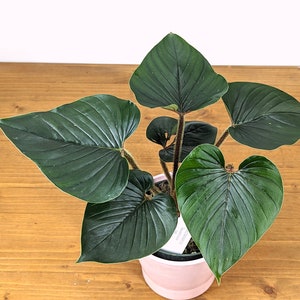 Philodendron Squamicaule live plant with Hairy Petioles 4 inch pot image 6