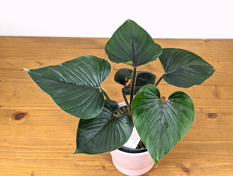 Philodendron Squamicaule live plant with Hairy Petioles 4 inch pot image 6