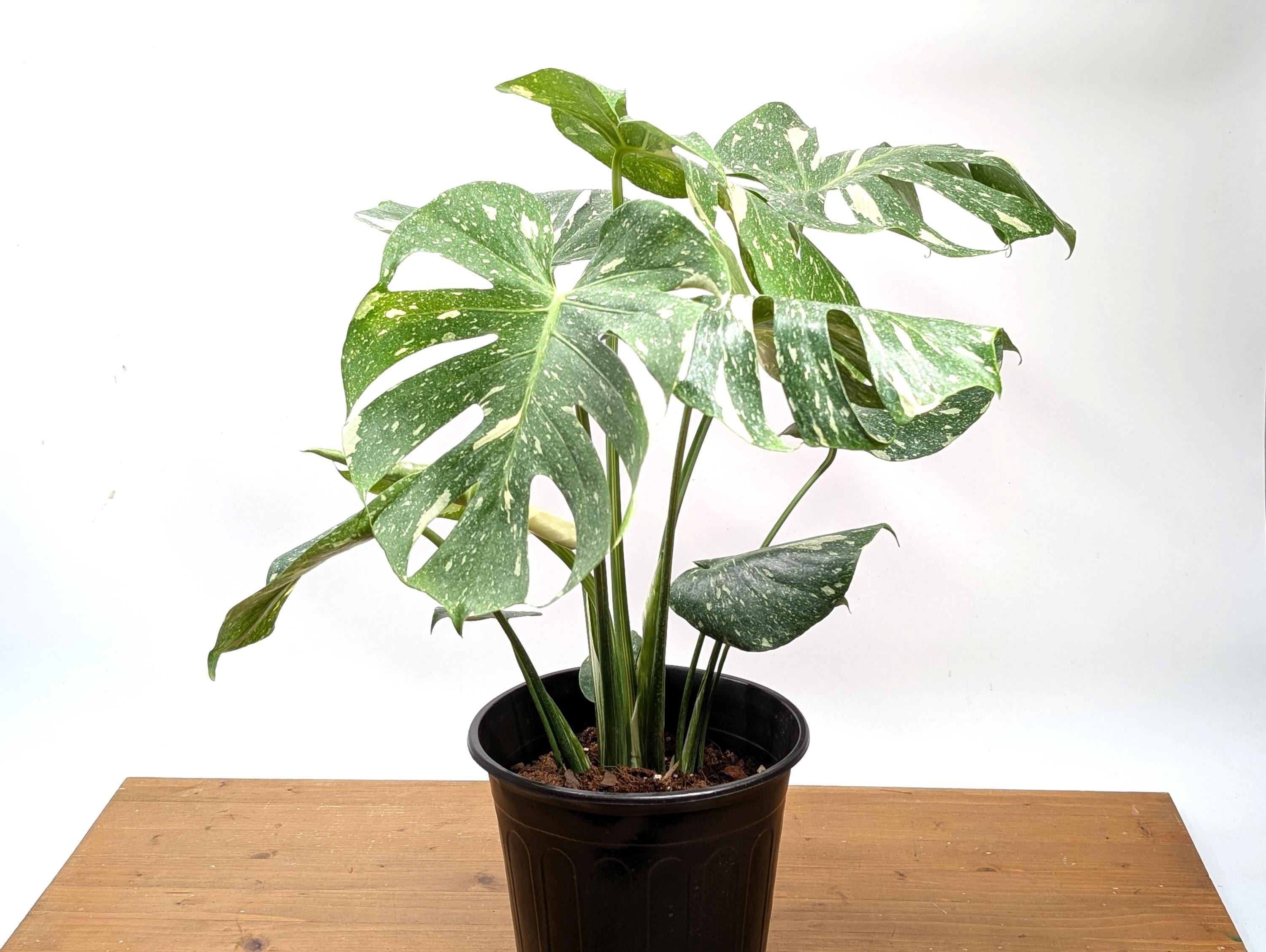 Monstera Thai Constellation - 4 Inch, 6 Inch, 8 Inch Pots Live Tropical  Aroid Plant - Perfect Houseplant Gift - Etsy