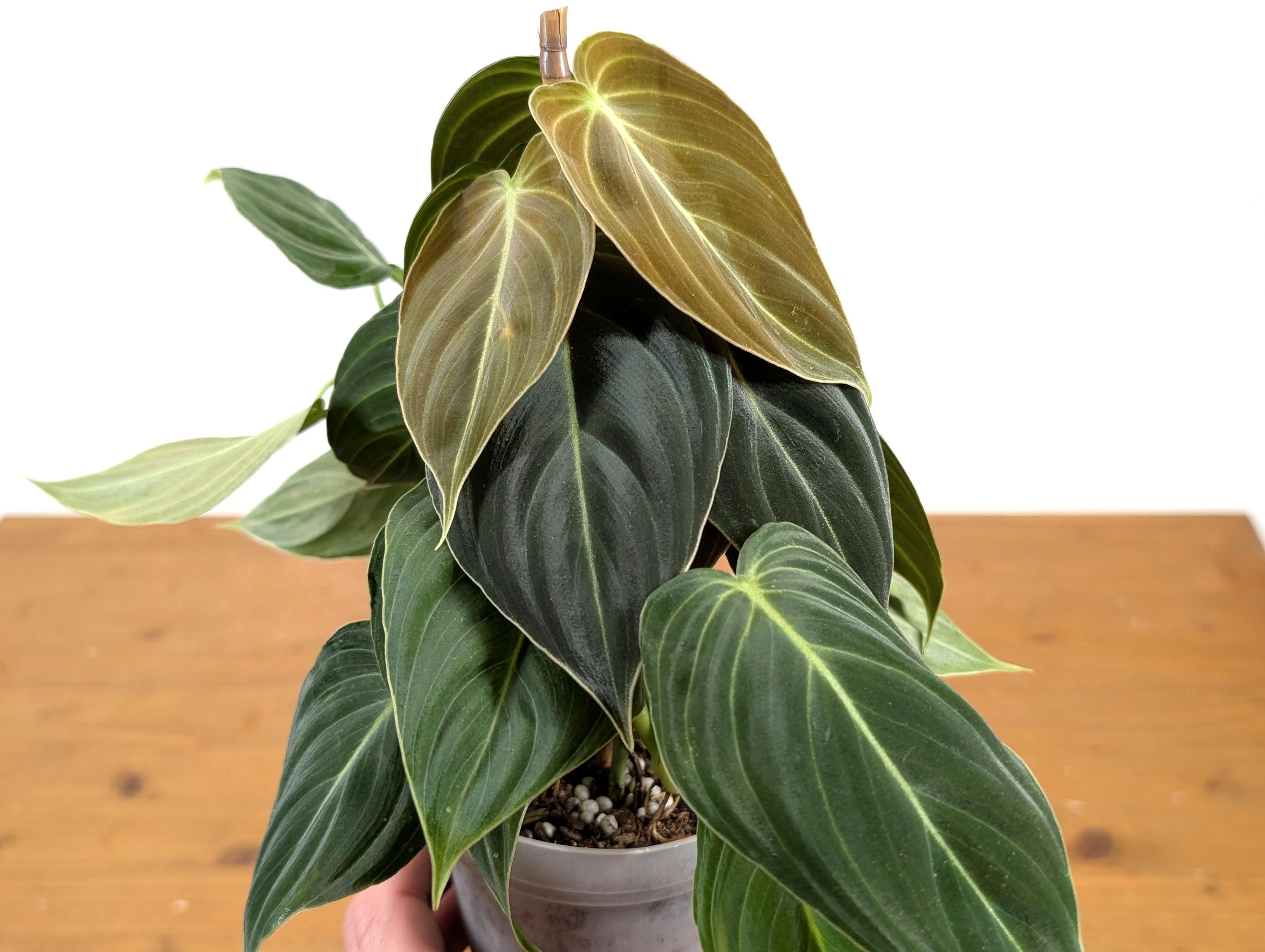 philodendron mit haaren Philodendron squamiferum – rote Borstenstiele, eichenartig, main image 1